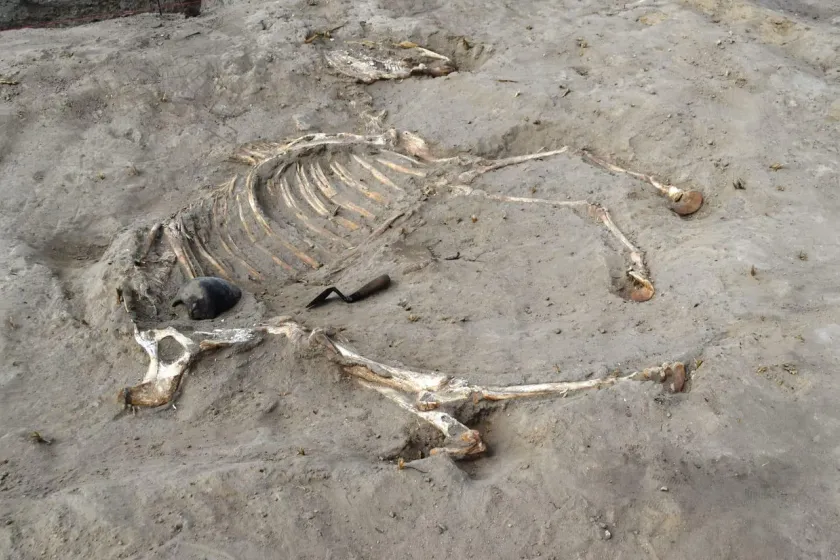 The skeleton of a horse lying on its side in a sandy excavation pit, with an archaeologist’s trowel beside its ribs