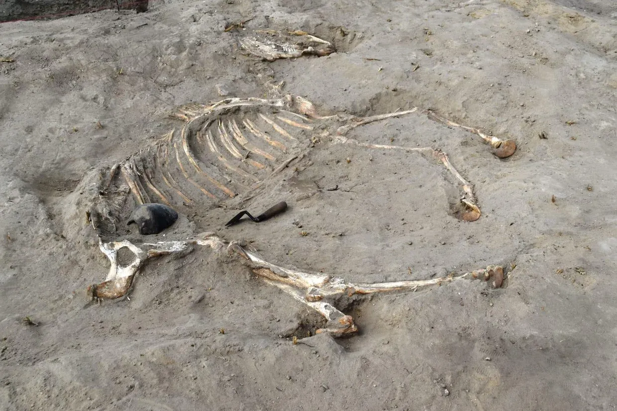 The skeleton of a horse lying on its side in a sandy excavation pit, with an archaeologist’s trowel beside its ribs